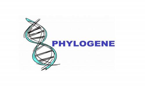 PHYLOGENE